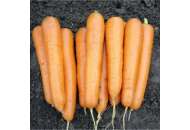 Аттилио F1 - морковь, 100 000 семян, Nickerson Zwaan  фото, цена